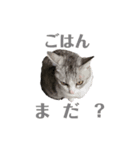 猫のトロ  スタンプ（個別スタンプ：4）