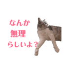 猫のトロ  スタンプ（個別スタンプ：6）