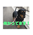 ロアの日常（個別スタンプ：15）