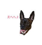 皆のちゃこ★（個別スタンプ：1）