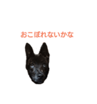 皆のちゃこ★（個別スタンプ：3）