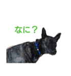 皆のちゃこ★（個別スタンプ：5）