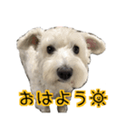 ホワイトシュナウザーの日常（個別スタンプ：3）