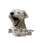 ホワイトシュナウザーの日常（個別スタンプ：4）