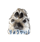 ホワイトシュナウザーの日常（個別スタンプ：6）