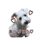 ホワイトシュナウザーの日常（個別スタンプ：7）