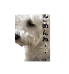 ホワイトシュナウザーの日常（個別スタンプ：8）