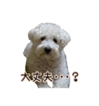ホワイトシュナウザーの日常（個別スタンプ：9）