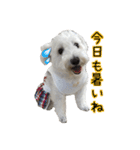 ホワイトシュナウザーの日常（個別スタンプ：10）