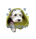 ホワイトシュナウザーの日常（個別スタンプ：11）