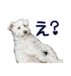 ホワイトシュナウザーの日常（個別スタンプ：12）