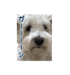 ホワイトシュナウザーの日常（個別スタンプ：14）