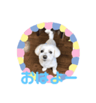 くぅちゃんスタンプ作りました（個別スタンプ：1）