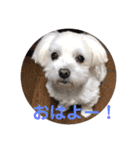 くぅちゃんスタンプ作りました（個別スタンプ：2）