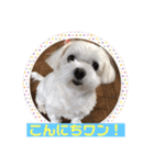 くぅちゃんスタンプ作りました（個別スタンプ：3）