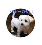 くぅちゃんスタンプ作りました（個別スタンプ：7）
