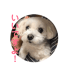 くぅちゃんスタンプ作りました（個別スタンプ：9）