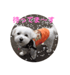 くぅちゃんスタンプ作りました（個別スタンプ：11）