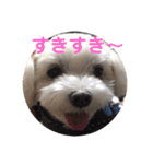 くぅちゃんスタンプ作りました（個別スタンプ：16）