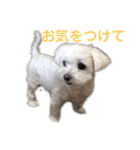 くぅちゃんスタンプ作りました（個別スタンプ：20）