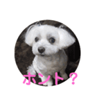 くぅちゃんスタンプ作りました（個別スタンプ：24）