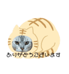 アメショーのひめちゃん（個別スタンプ：5）