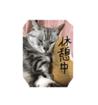 アメショーのひめちゃん（個別スタンプ：7）
