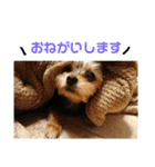 ヨーチーのきもち（個別スタンプ：14）