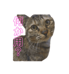 我が家の猫様達（個別スタンプ：2）