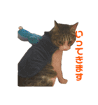 我が家の猫様達（個別スタンプ：3）