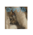 我が家の猫様達（個別スタンプ：4）