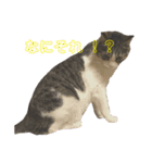 我が家の猫様達（個別スタンプ：6）