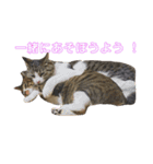 我が家の猫様達（個別スタンプ：8）