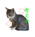我が家の猫様達（個別スタンプ：9）