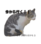我が家の猫様達（個別スタンプ：11）