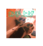 我が家の猫様達（個別スタンプ：12）