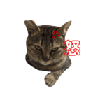 我が家の猫様達（個別スタンプ：14）