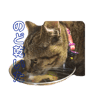 我が家の猫様達（個別スタンプ：15）