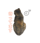 我が家の猫様達（個別スタンプ：16）