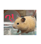 キンクマハムスターさんの日常②（個別スタンプ：3）