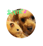キンクマハムスターさんの日常②（個別スタンプ：4）