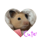 キンクマハムスターさんの日常②（個別スタンプ：6）