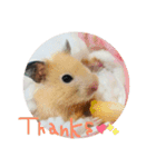 キンクマハムスターさんの日常②（個別スタンプ：8）