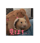 キンクマハムスターさんの日常②（個別スタンプ：9）