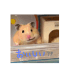 キンクマハムスターさんの日常②（個別スタンプ：12）