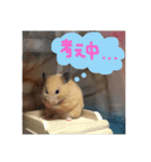 キンクマハムスターさんの日常②（個別スタンプ：13）
