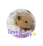 キンクマハムスターさんの日常②（個別スタンプ：15）