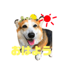 犬時々猫。（個別スタンプ：1）