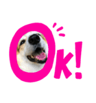 犬時々猫。（個別スタンプ：2）
