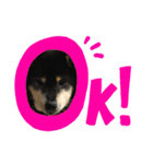 犬時々猫。（個別スタンプ：3）